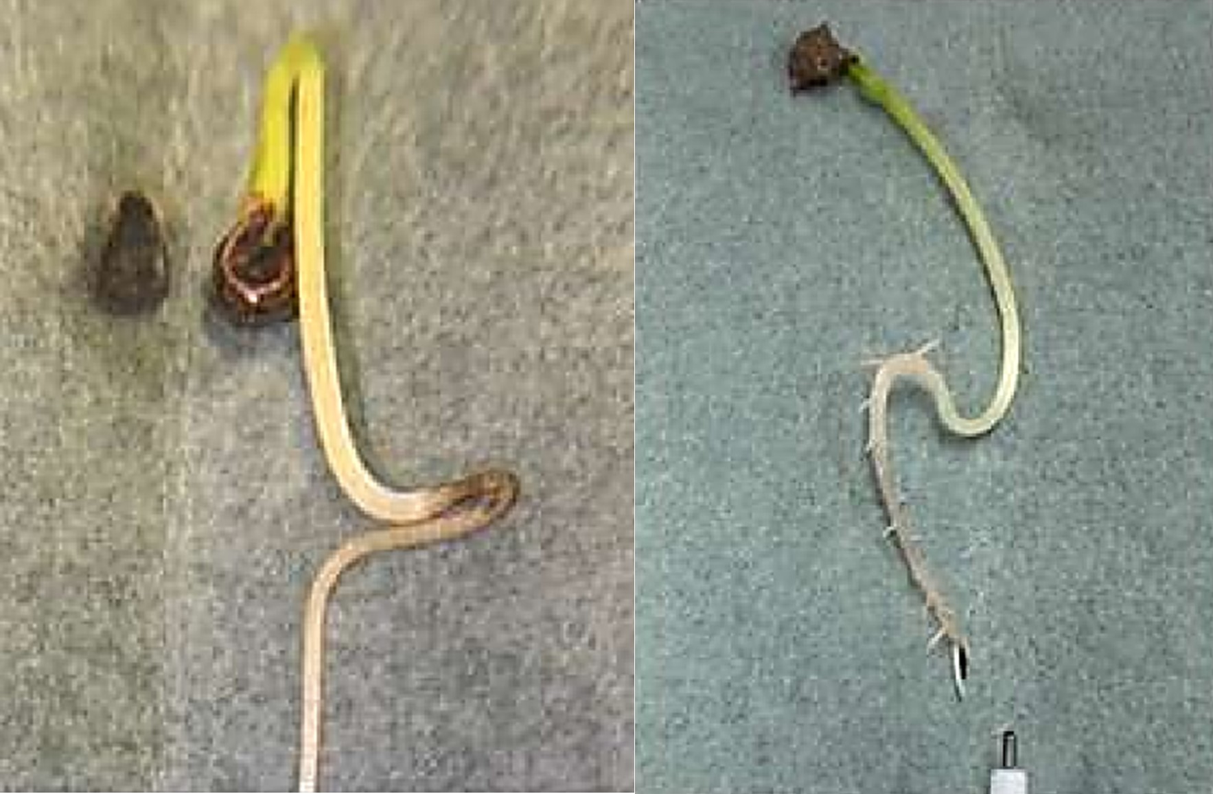 Sugarbeet seedlings affected by Altermaria leaf spot.